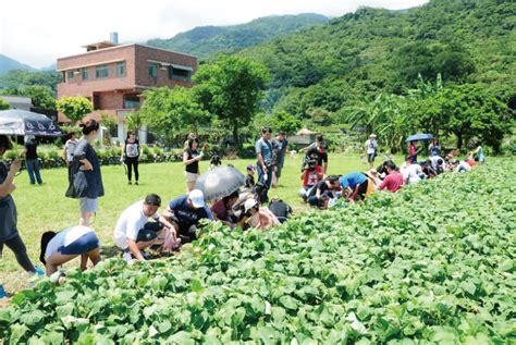 賴家兄弟地瓜田|汪汪地瓜園